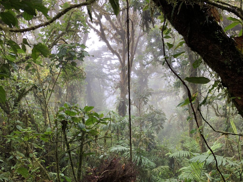 Der Nebelwald Monteverde