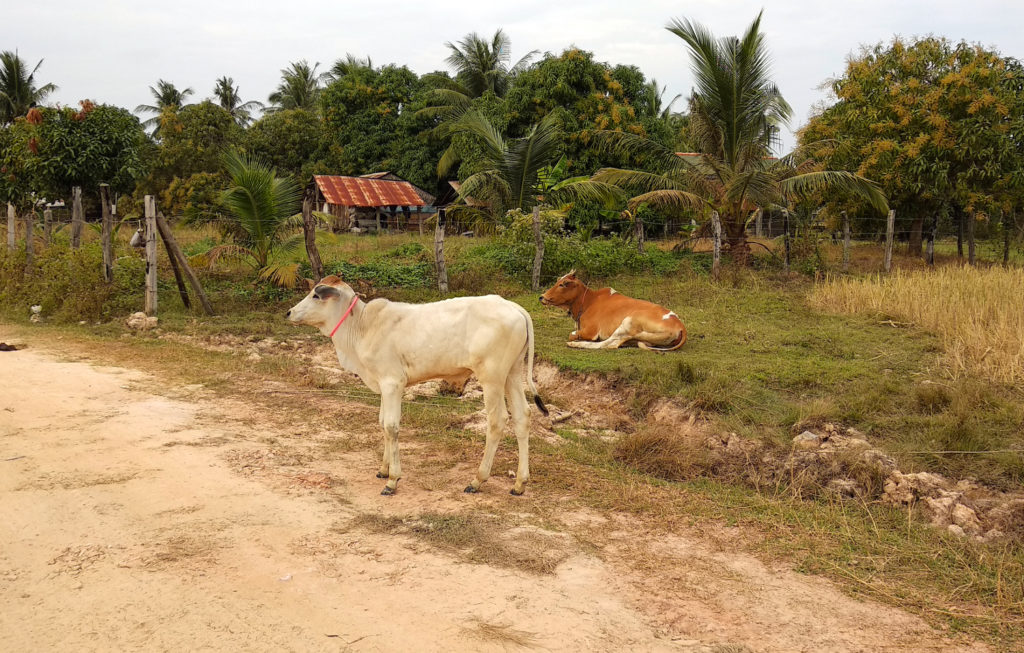 Kühe am Straßenrand im Hinterland von Kampot