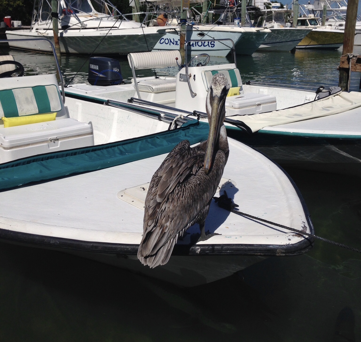 Key West, Pelican Everywhere But Home