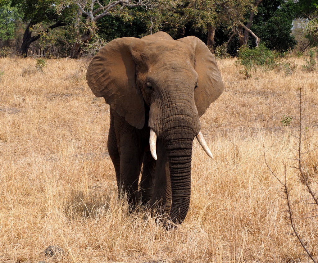 Elefant im Kruger NP