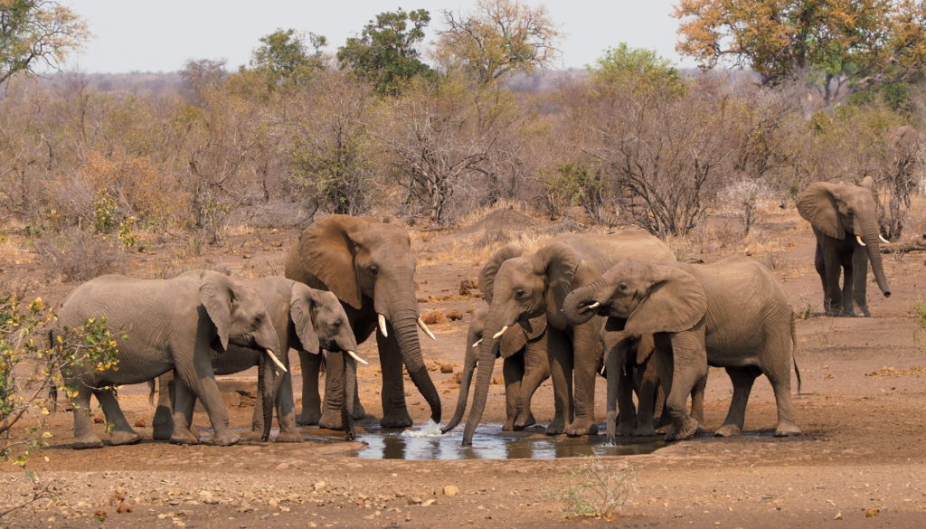 Elefantenherde an einem Wasserloch im Kruger National Park