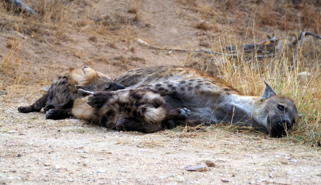 Hyänen im Kruger NP