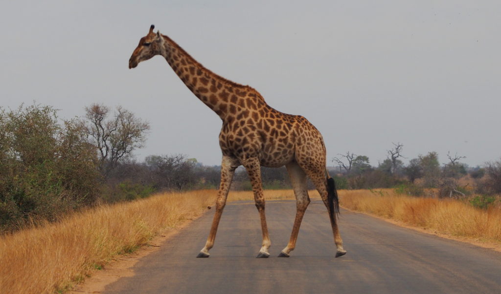 Giraffe überquert Straße im Kruger NP