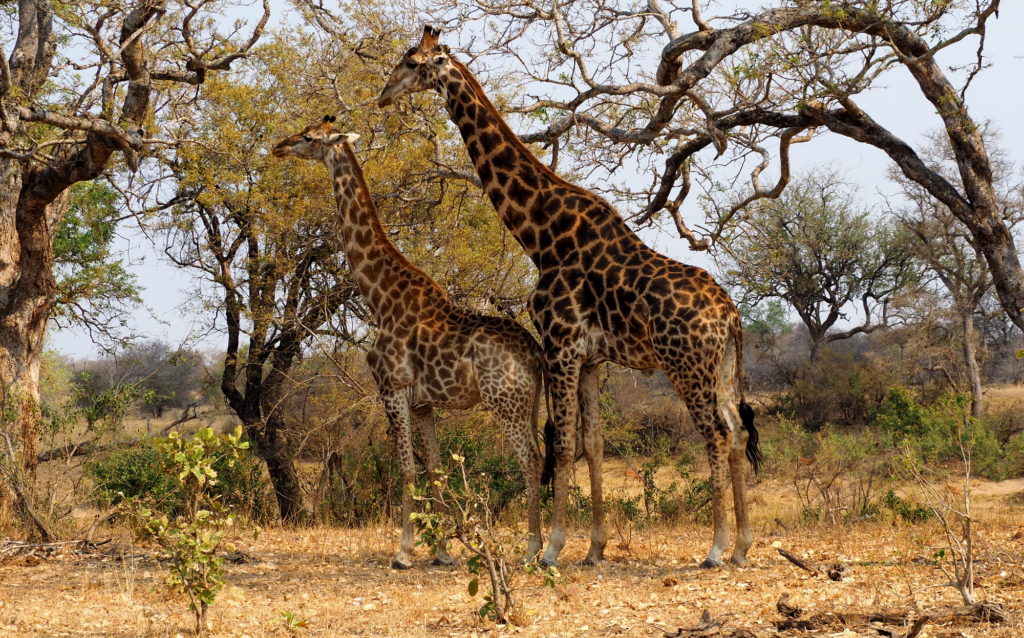 Giraffen im Kruger NP