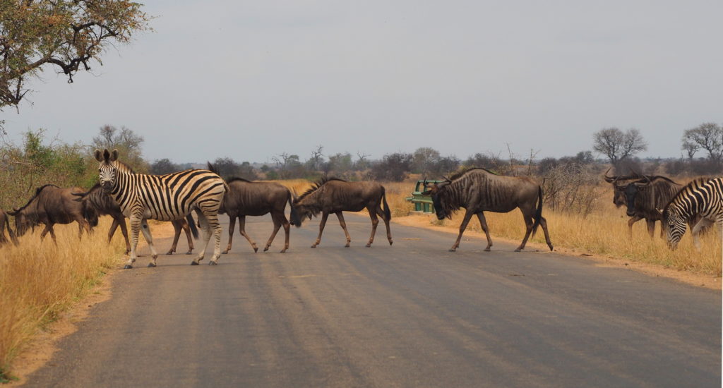 Gnus und Zebras im Kruger NP