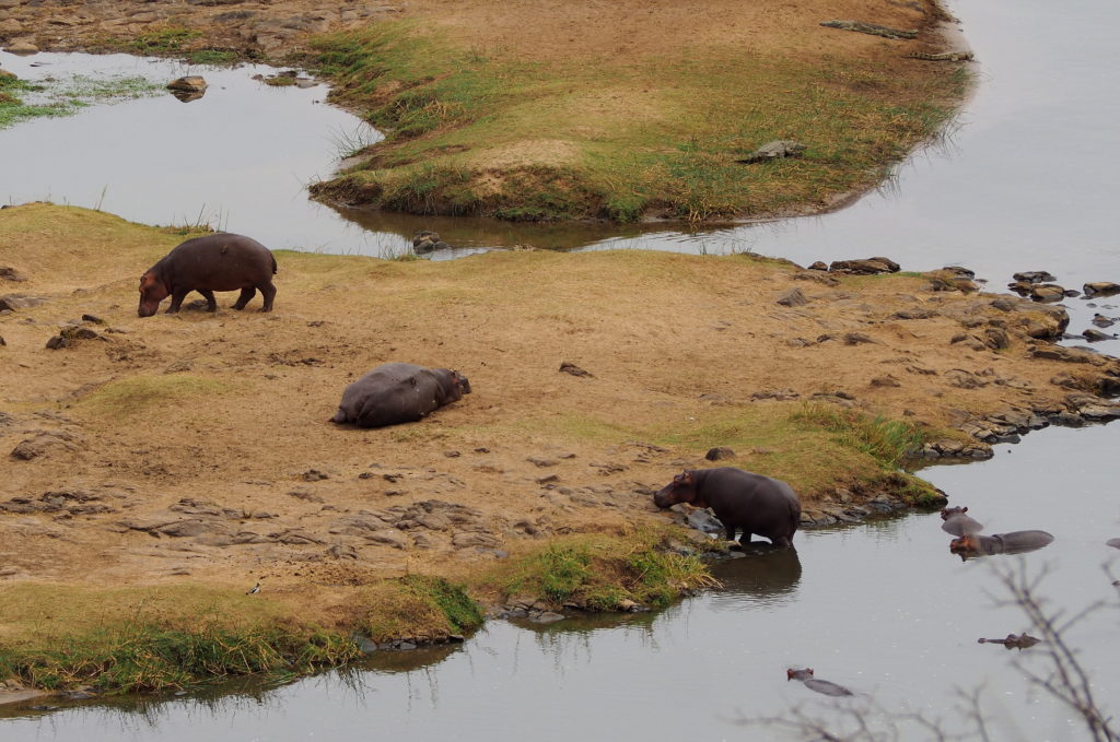 Hippos im Olifants River