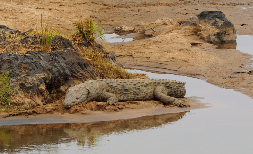 Krokodil am Olifants River
