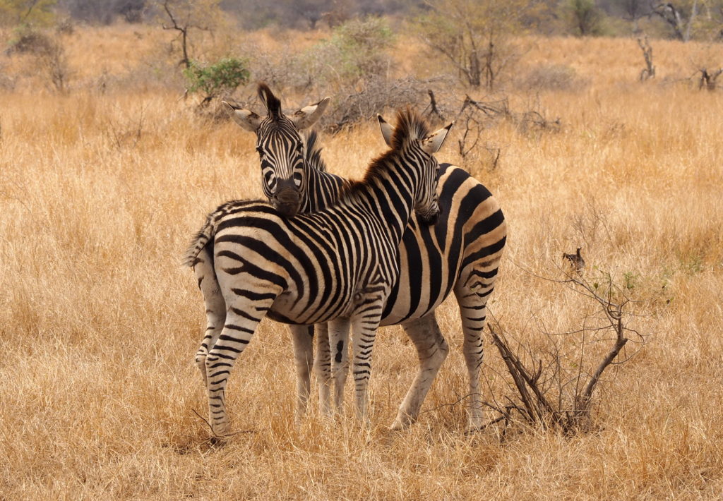 Zebras im Kruger NP