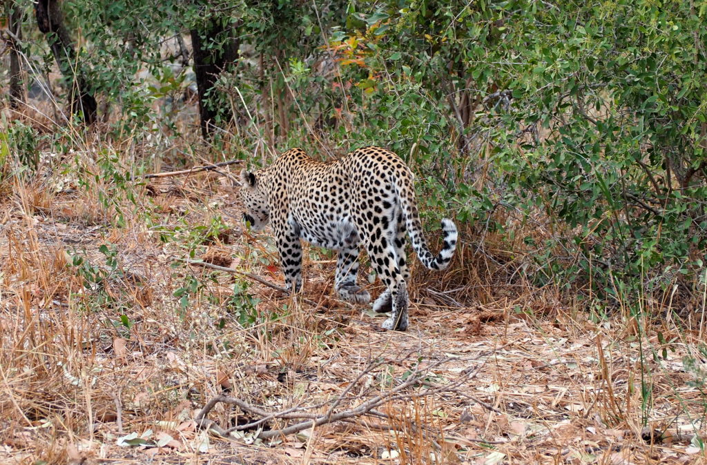 Leopard im Kruger NP