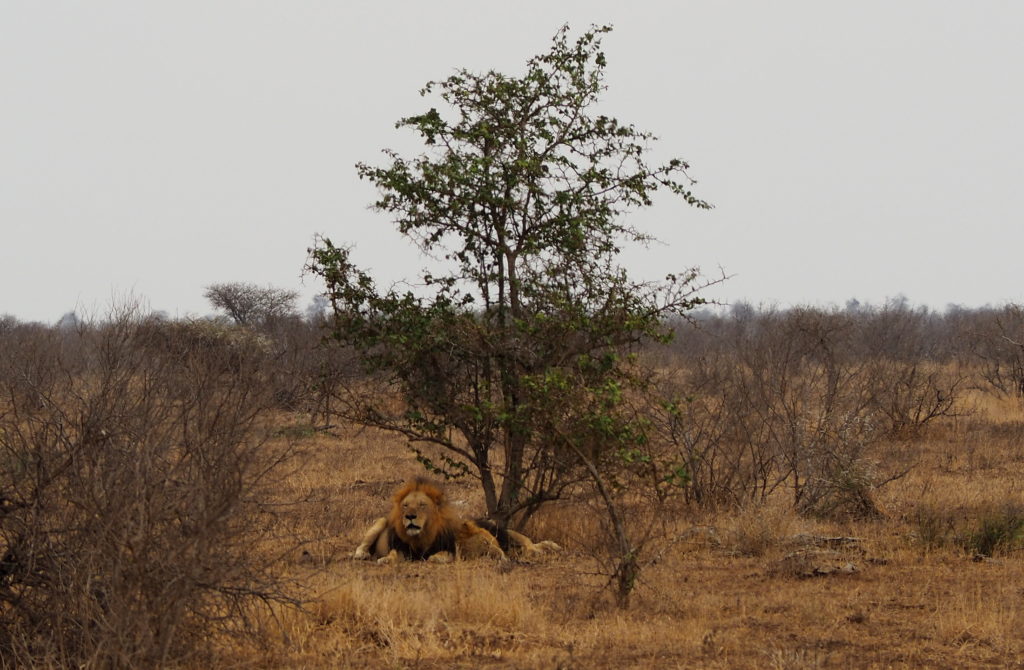 Löwen im Kruger NP