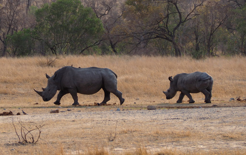 Nashorn mit Kind im Kruger NP