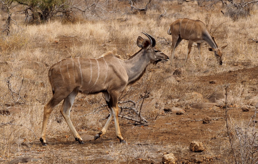 Nyalas im Kruger NP