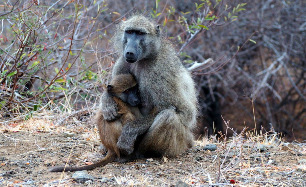 Paviane im Kruger NP