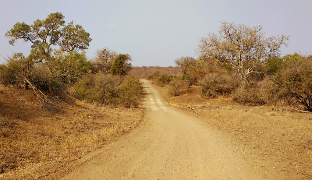 Schotterpiste im Kruger National Park
