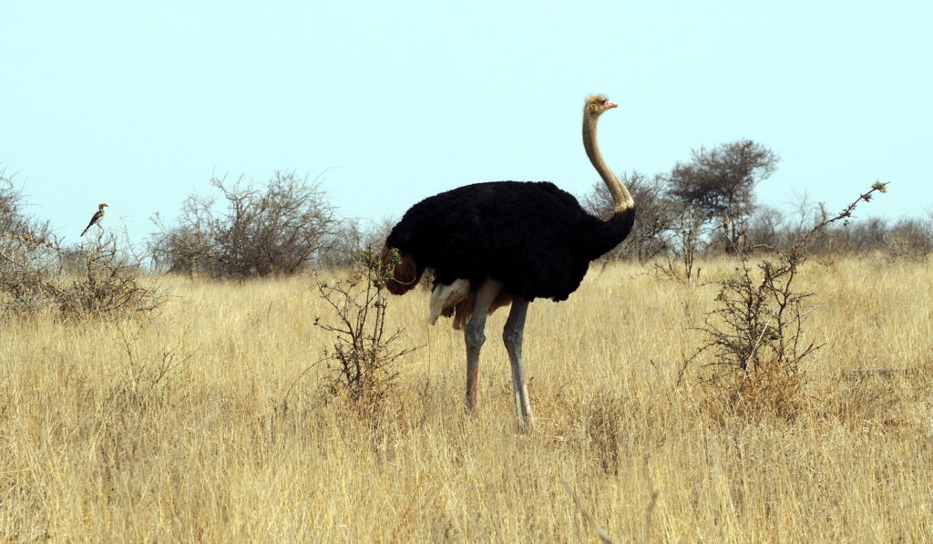 Strauss im Kruger NP