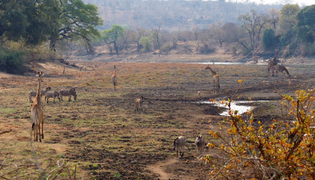 Flussbett im Kruger NP