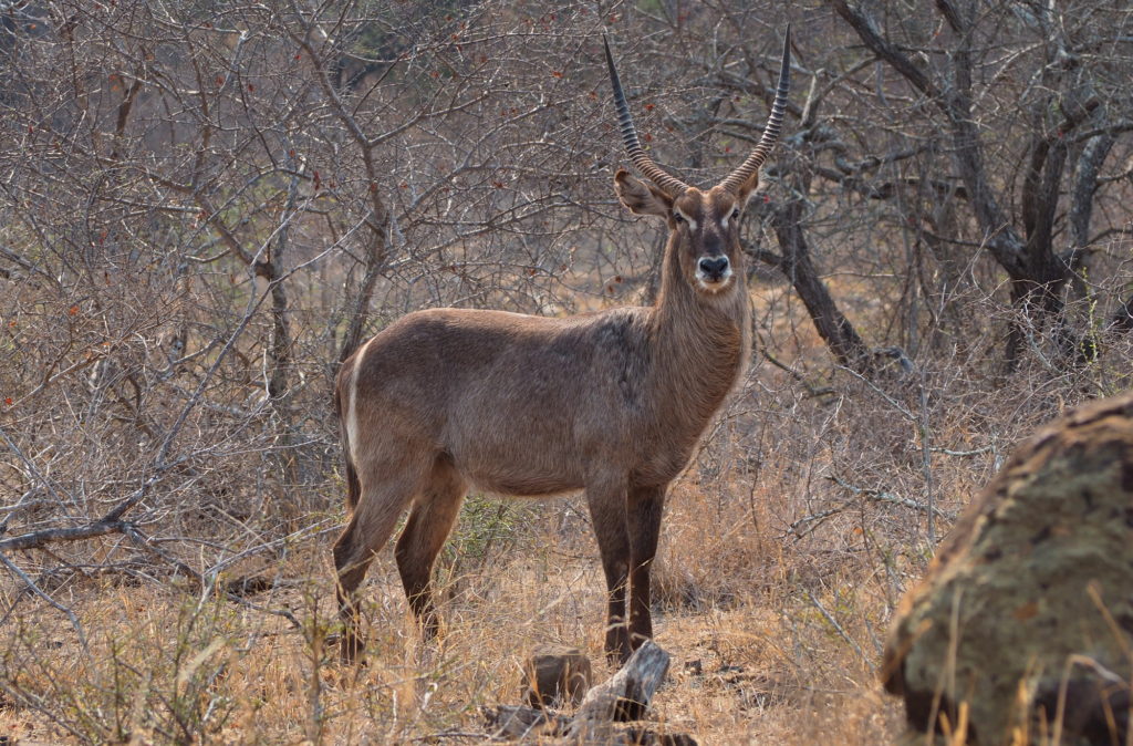 Waterbuck Kruger NP