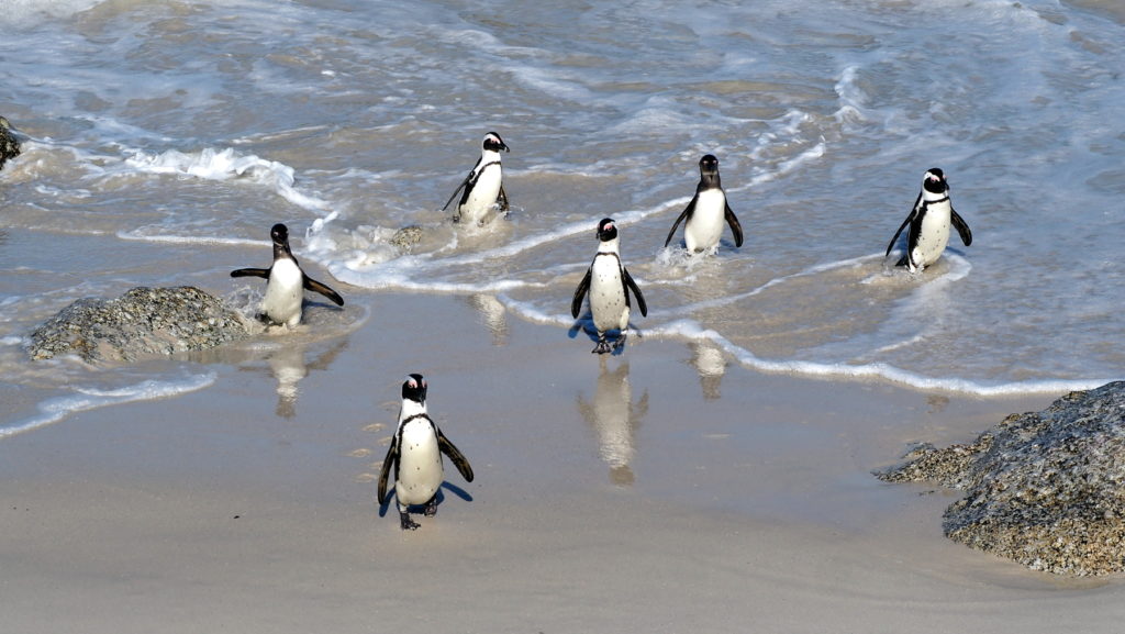 Pinguine torkeln an Land