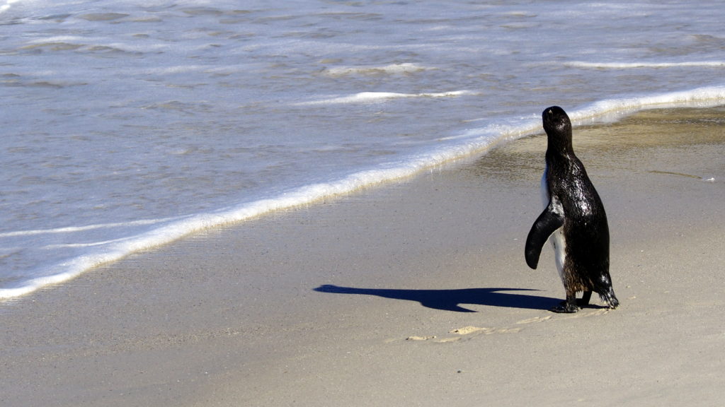 Pinguin schaut auf das Meer