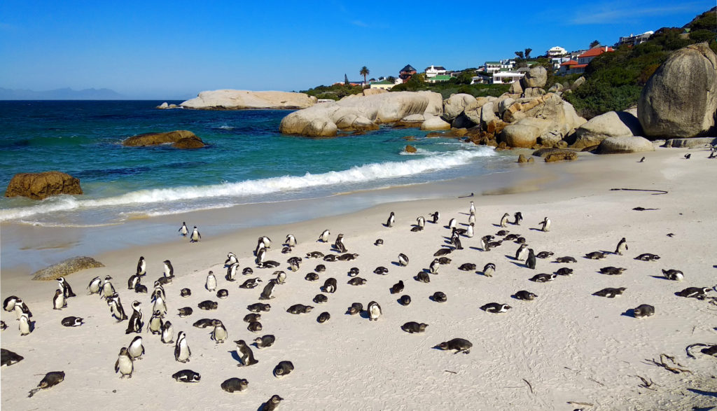 Pinguine am Boulders Beach