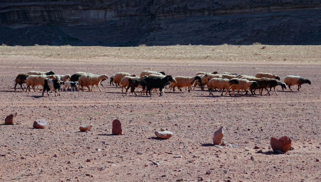 Schafe im Wadi Rum