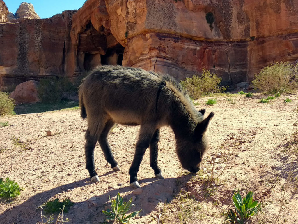 Esel in Petra