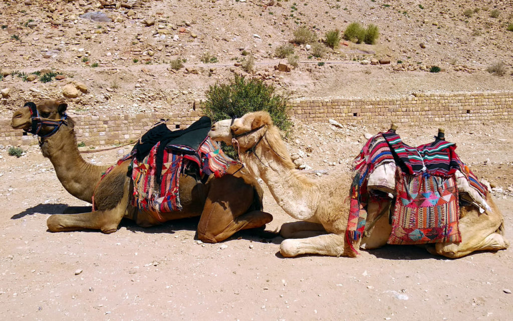 Kamele in Petra, Jordanien