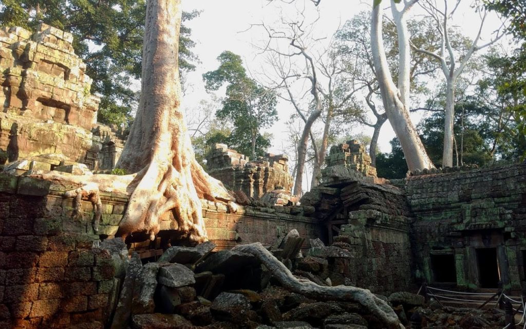 Wildwuchs in Ta Prohm