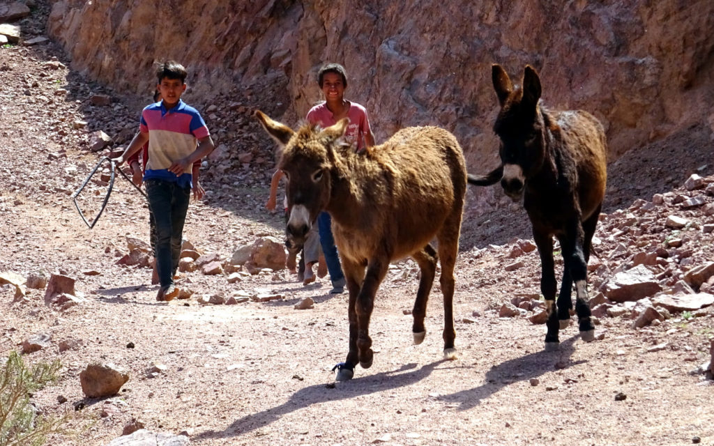Bedouin-Kids-with-Donkeys