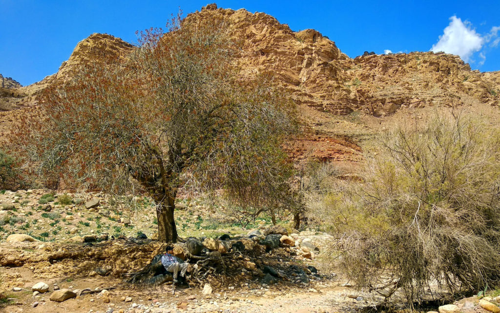 Ruheplatz-im-Wadi-Dana