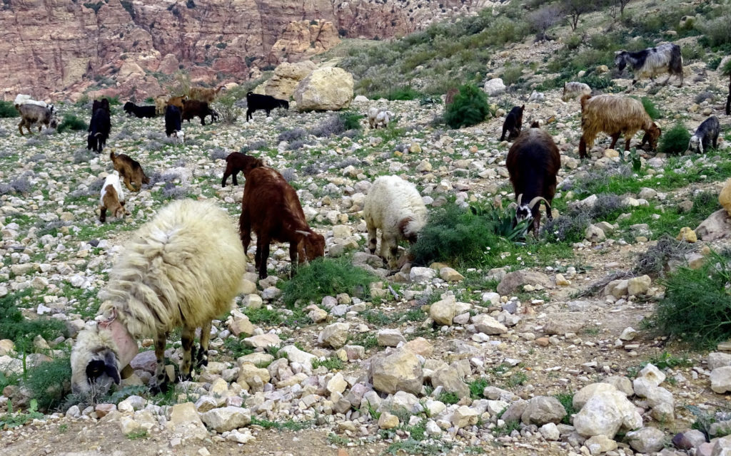 Schafe im Wadi Dana