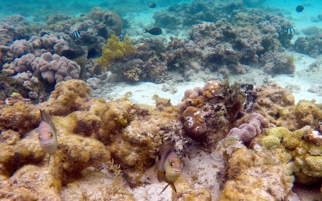 Unterwasserwelt bei Aqaba im Roten Meer