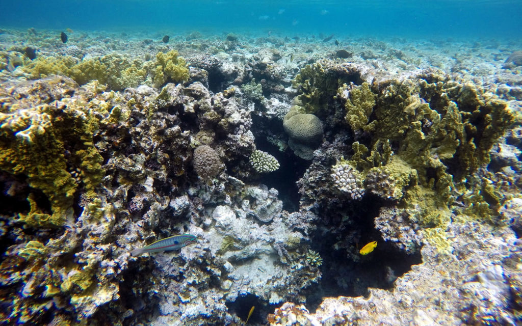 Unterwasserwelt bei Aqaba im Roten Meer