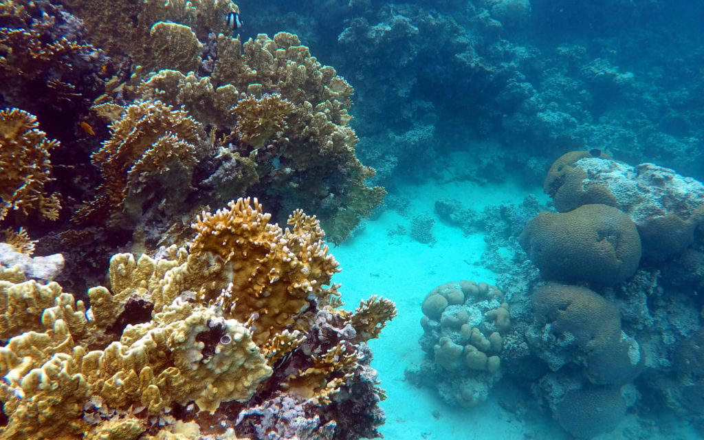 Unterwasserwelt bei Aqaba im Roten Meer