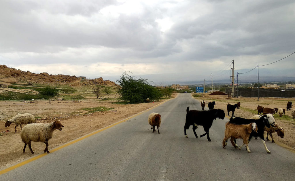 Sheep crossing a street in Jordan